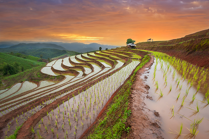 risaie in Cina risaie in Cina