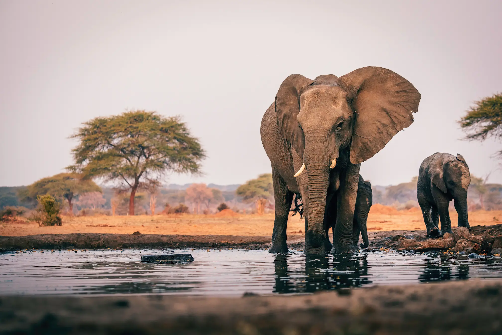 Sudafrica