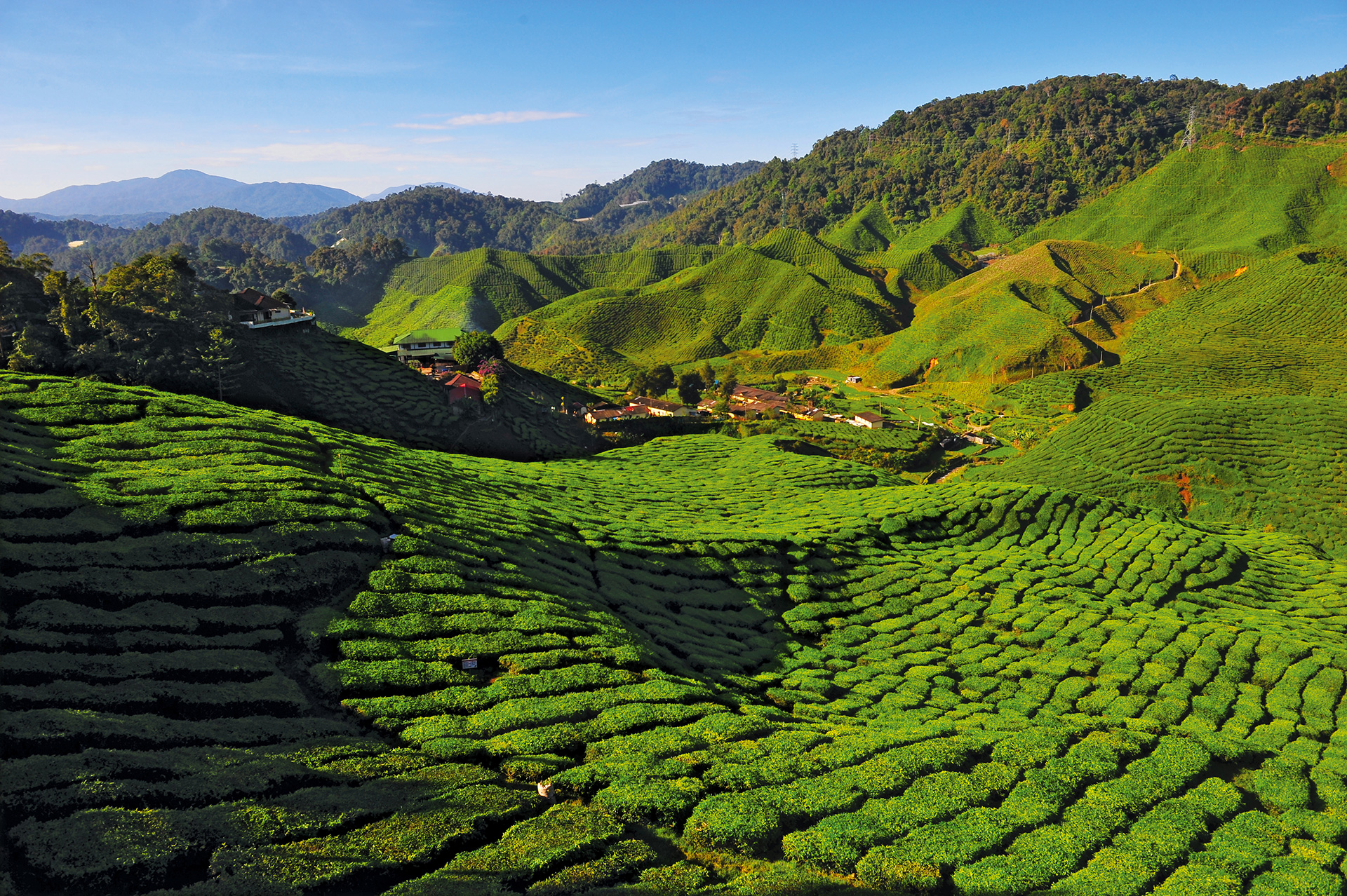 TAMAN NEGARA  – CAMERON HIGHLANDS