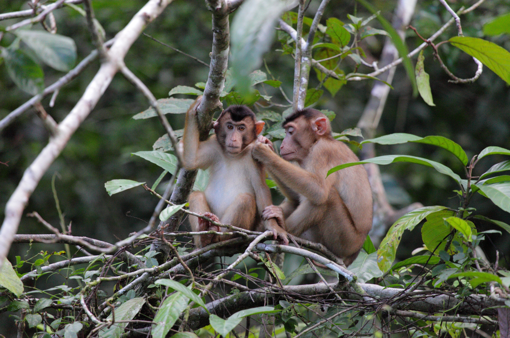 Kota Kinabalu – Sandakan – Kinabatangan River