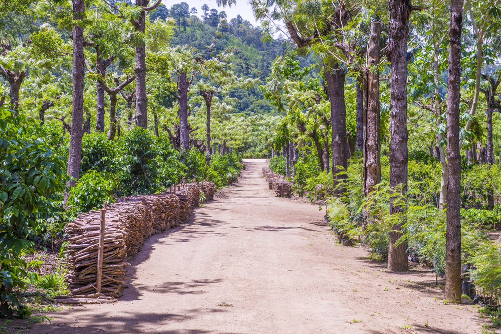 Acul – Coffee Tour Chijoj – Verapaces (Cobán)
