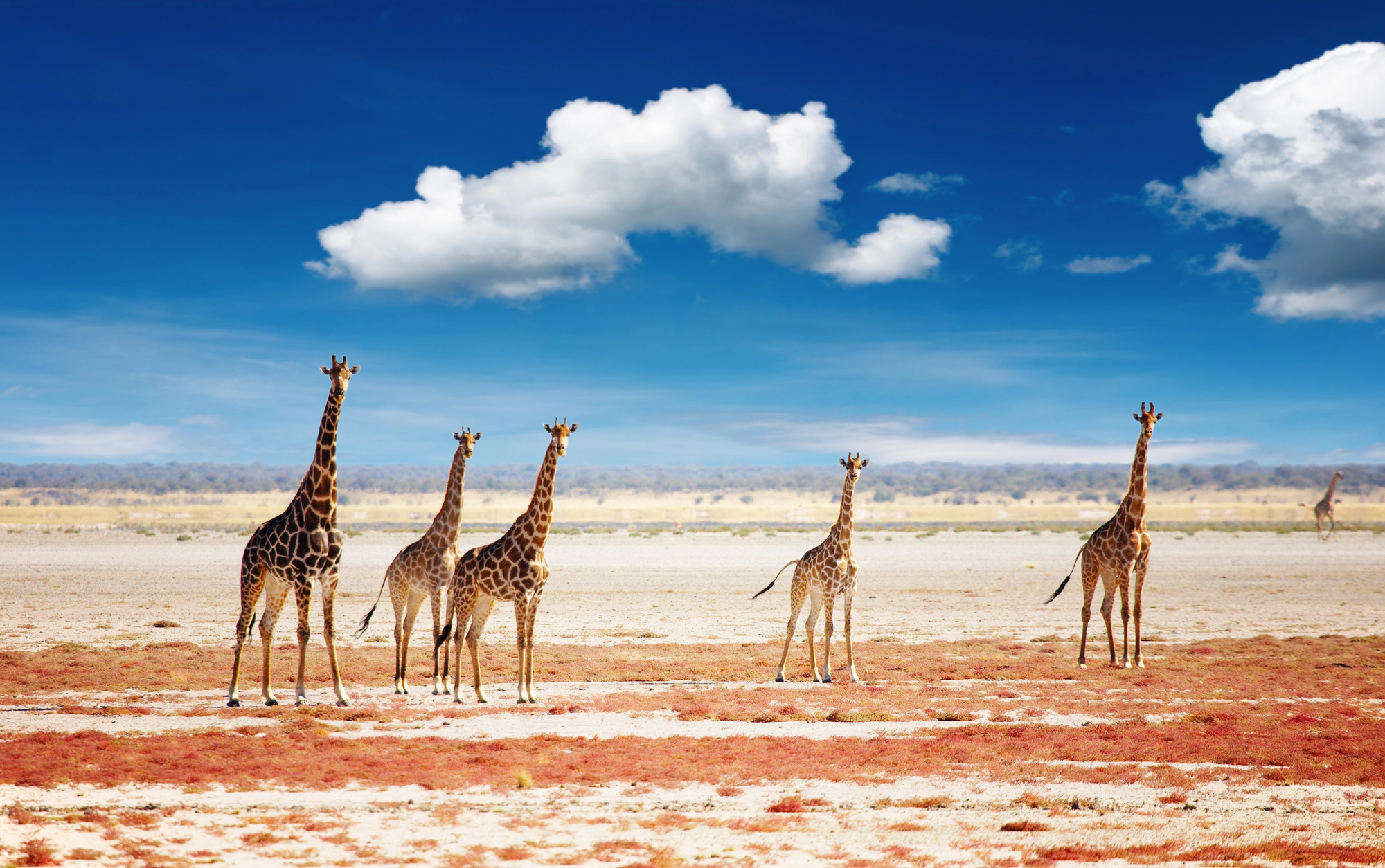 DAMARALAND - ETOSHA NATIONAL PARK