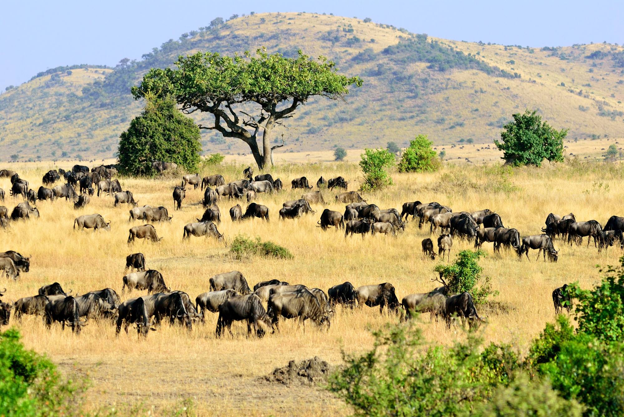 LAGO NAVAISHA- MASAI MARA