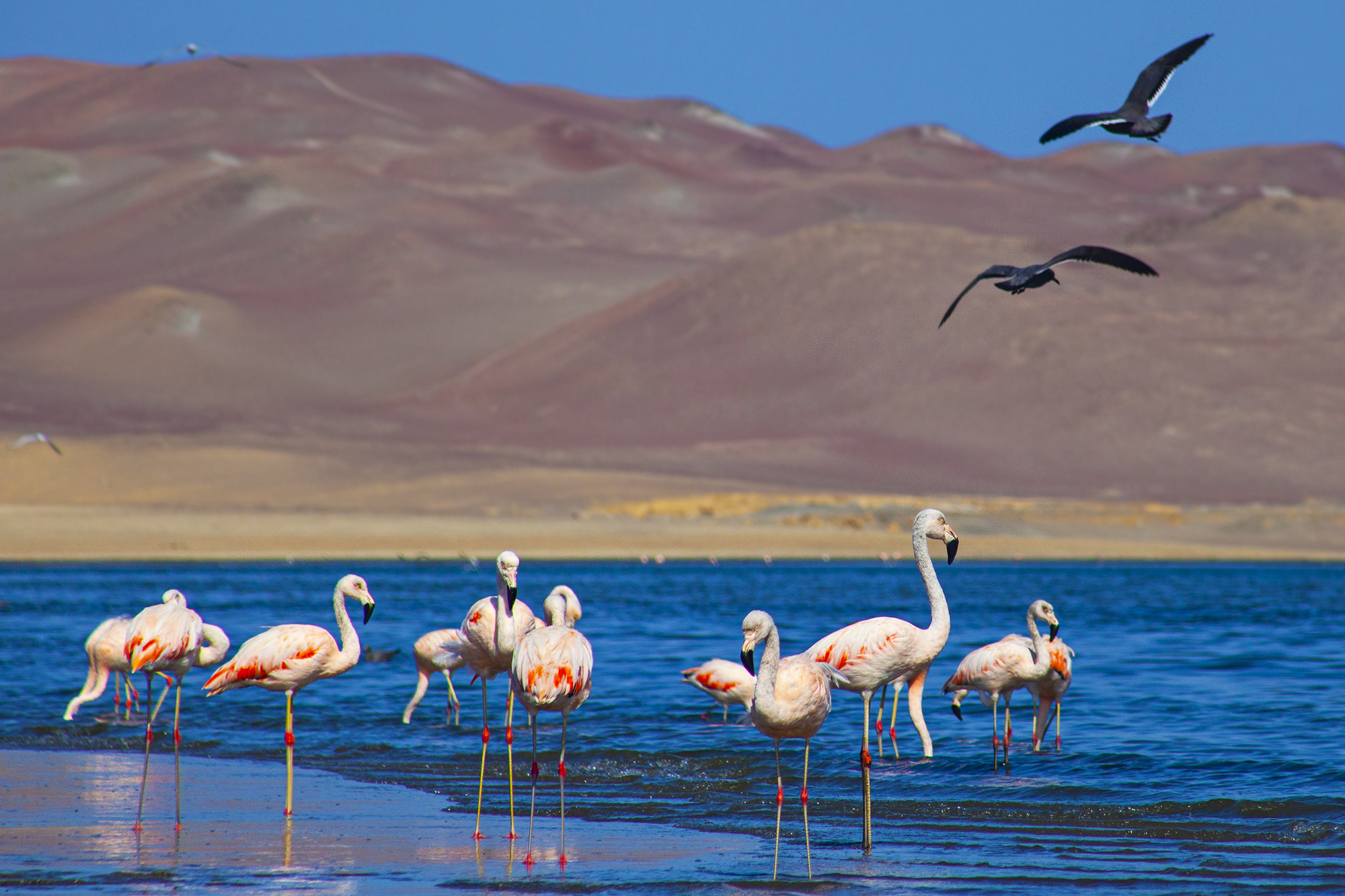 LIMA - PARACAS